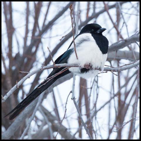 Black-billed Magpie