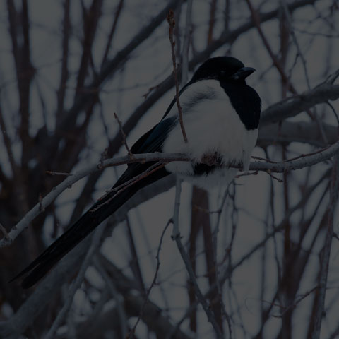 Black-billed Magpie