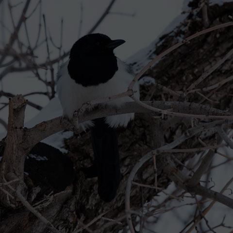 Black-billed Magpie