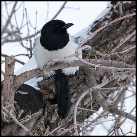 Black-billed Magpie