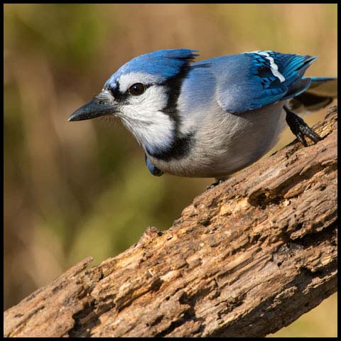 Blue Jay