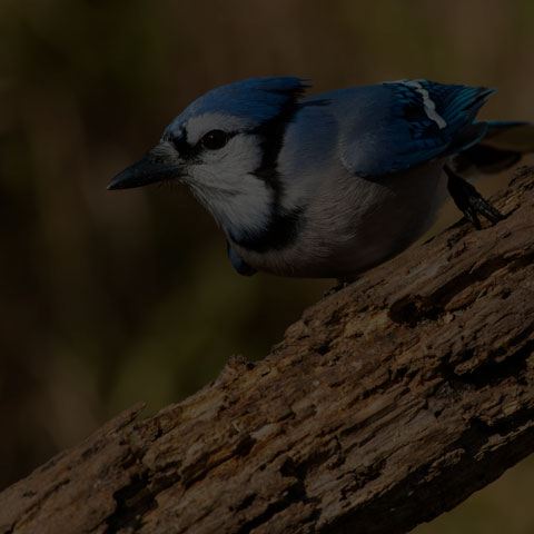 Blue Jay