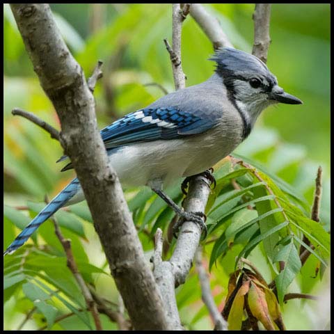 Blue Jay