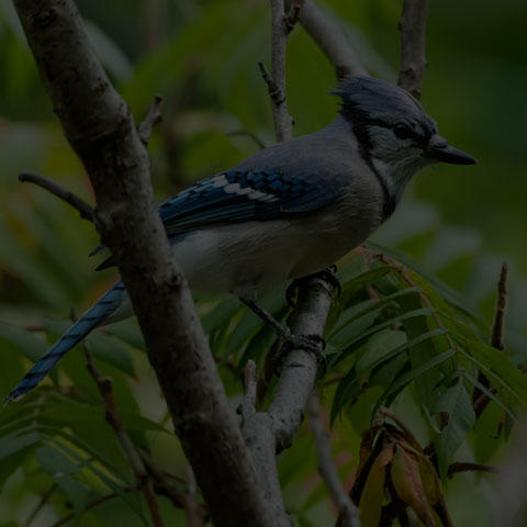 Blue Jay