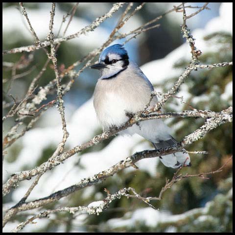 Blue Jay