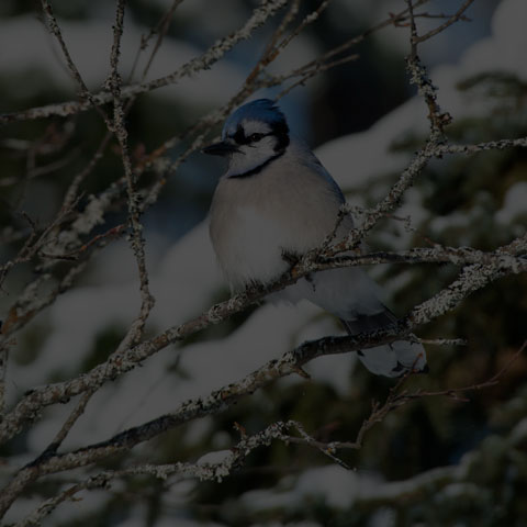 Blue Jay