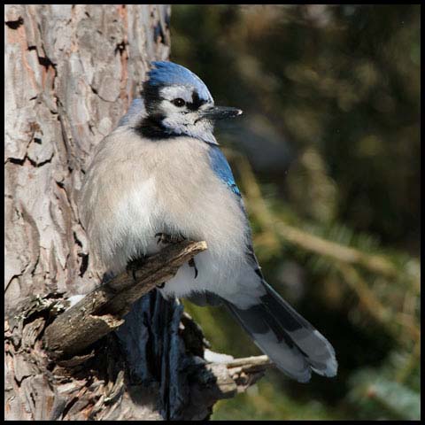 Blue Jay