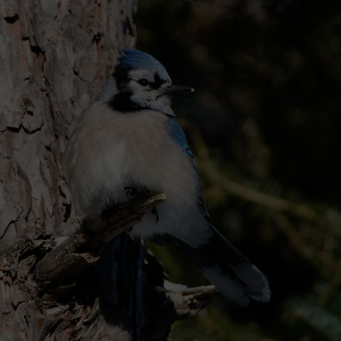 Blue Jay