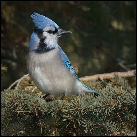 Blue Jay