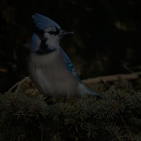 Blue Jay