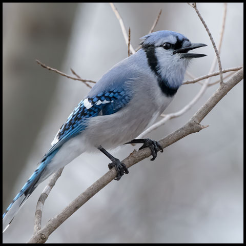 Blue Jay