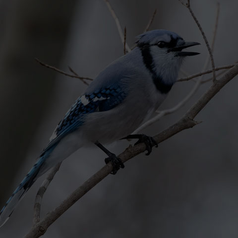 Blue Jay