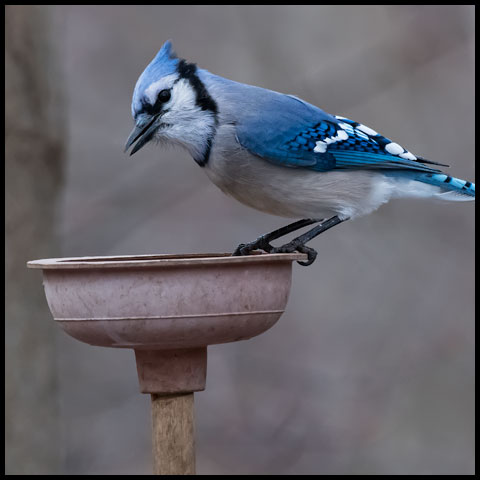Blue Jay