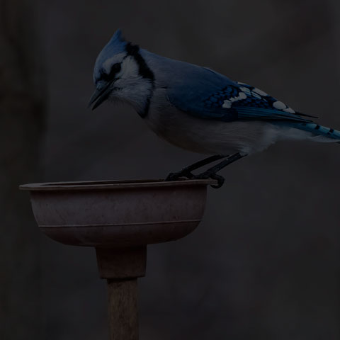 Blue Jay