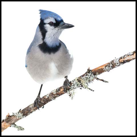 Blue Jay
