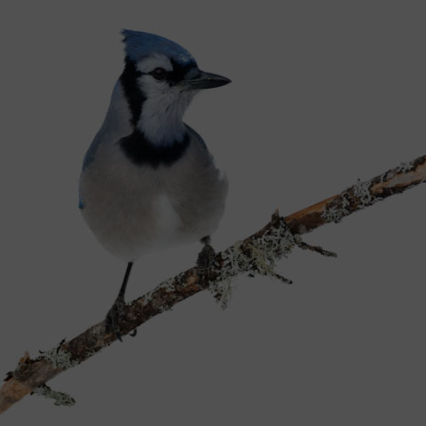 Blue Jay