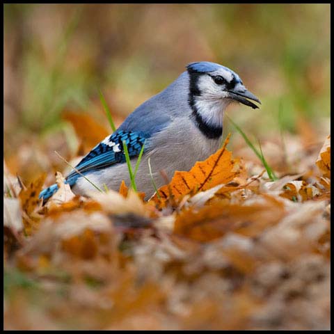 Blue Jay