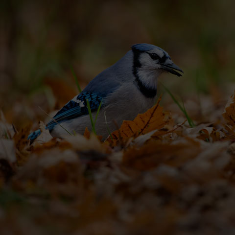 Blue Jay