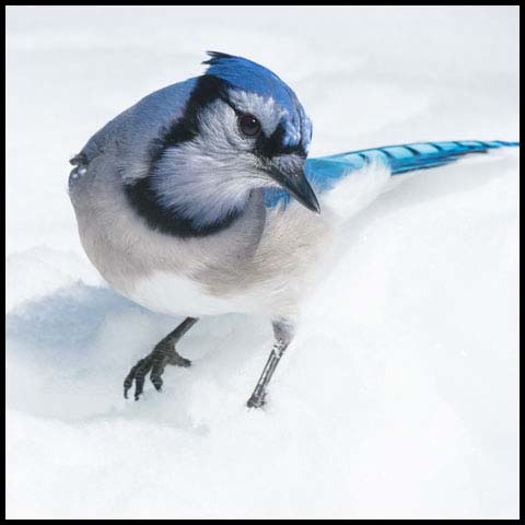 Blue Jay