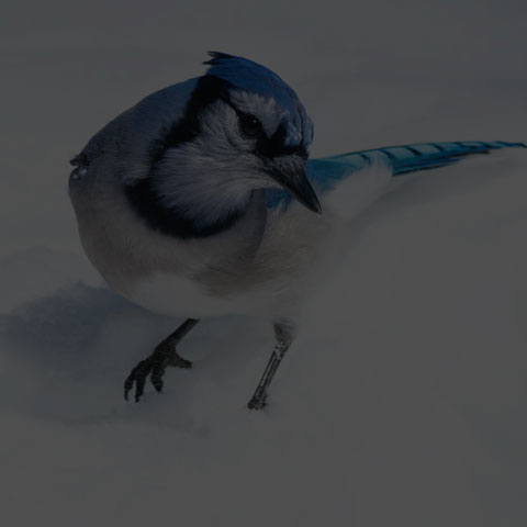 Blue Jay