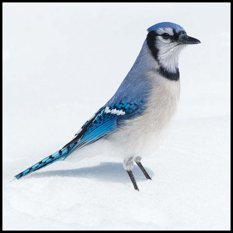 Blue Jay
