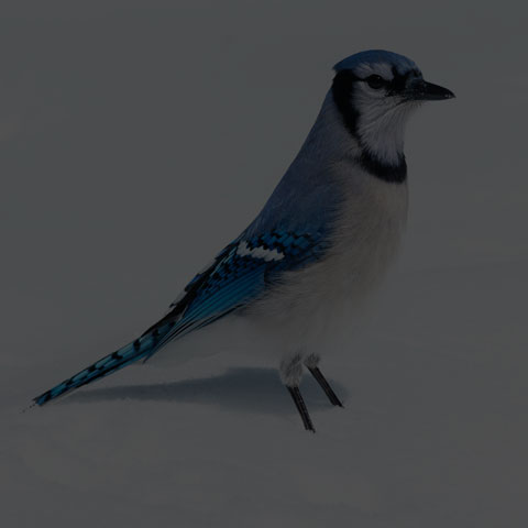 Blue Jay