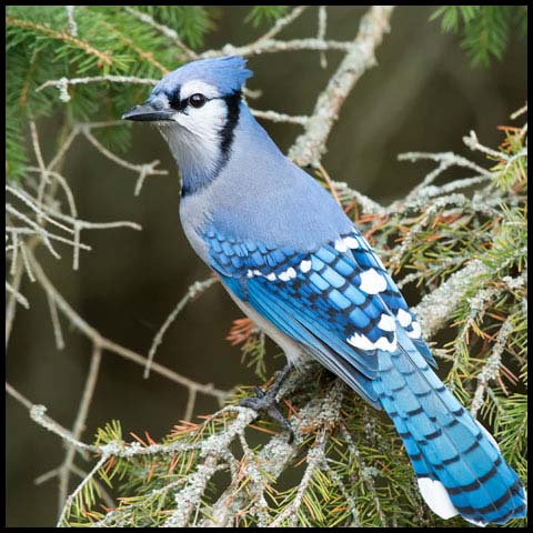 Blue Jay