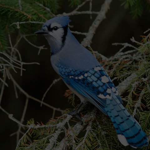 Blue Jay