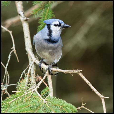 Blue Jay