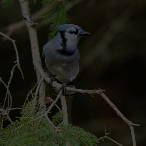 Blue Jay