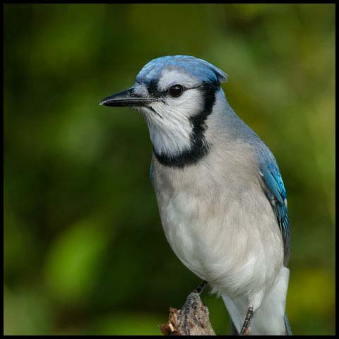 Blue Jay