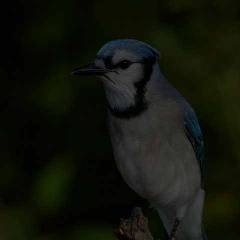 Blue Jay