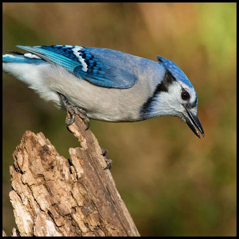 Blue Jay