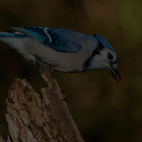 Blue Jay