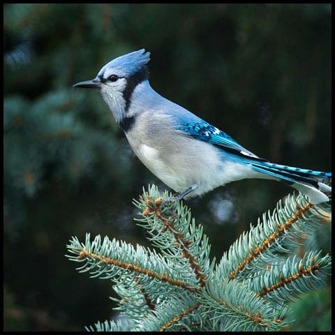 Blue Jay