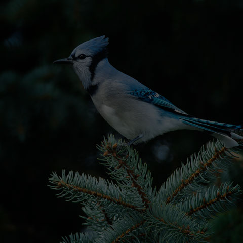 Blue Jay
