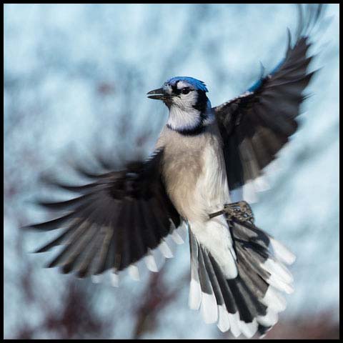 Blue Jay