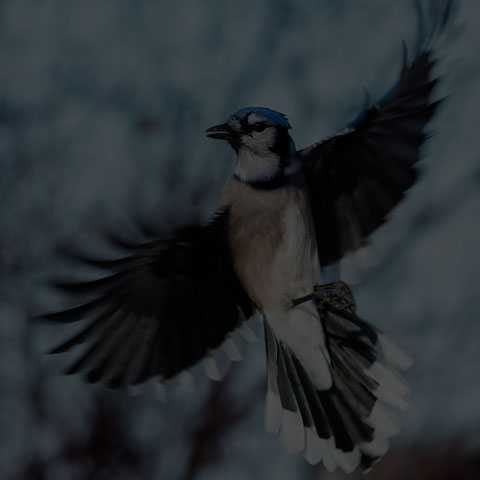 Blue Jay