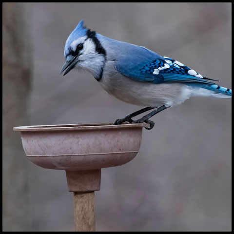 Blue Jay