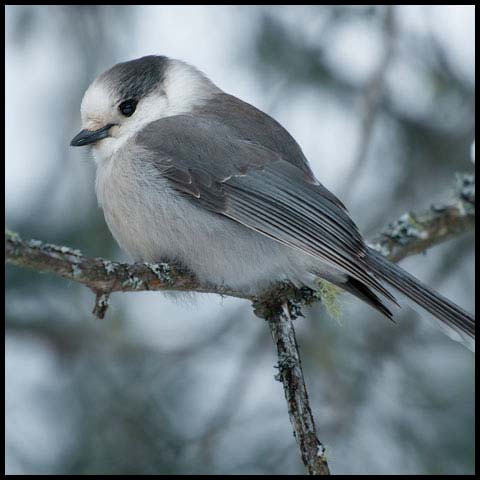 Canada Jay