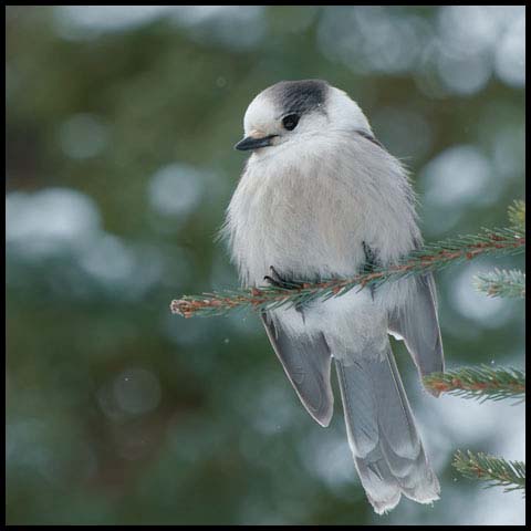 Canada Jay