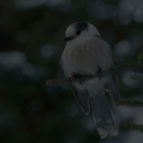 Canada Jay