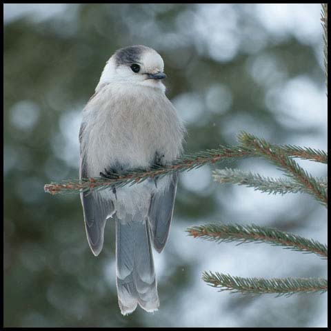 Canada Jay