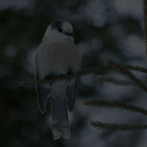 Canada Jay