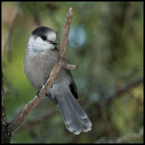Canada Jay