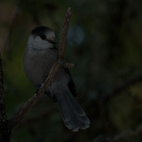 Canada Jay