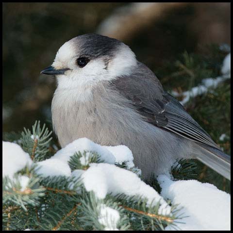 Canada Jay