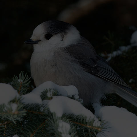 Canada Jay