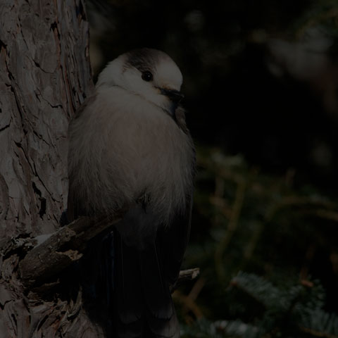 Canada Jay