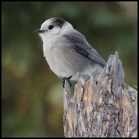 Canada Jay